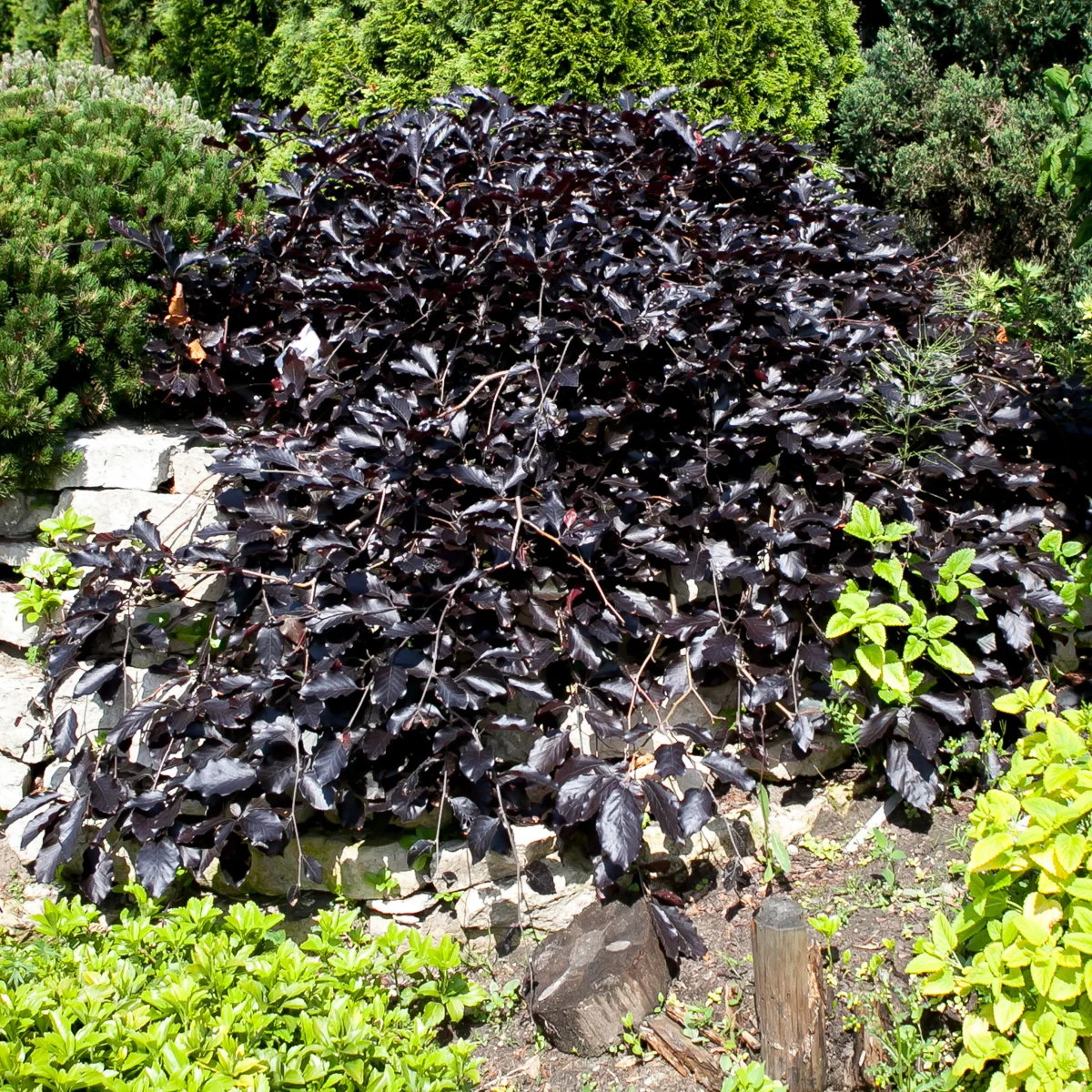 Buk pospolity Purpurea Pendula