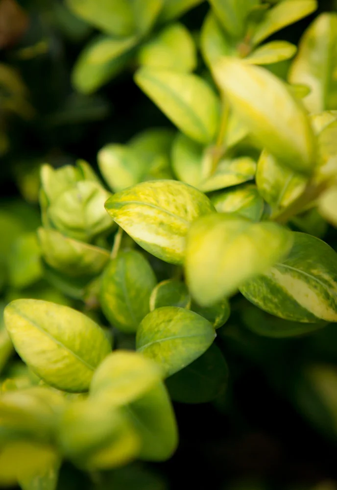 Bukszpan wieczniezieolny Latifolia Maculata