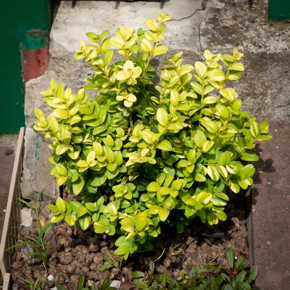 Bukszpan wieczniezieolny Latifolia Maculata