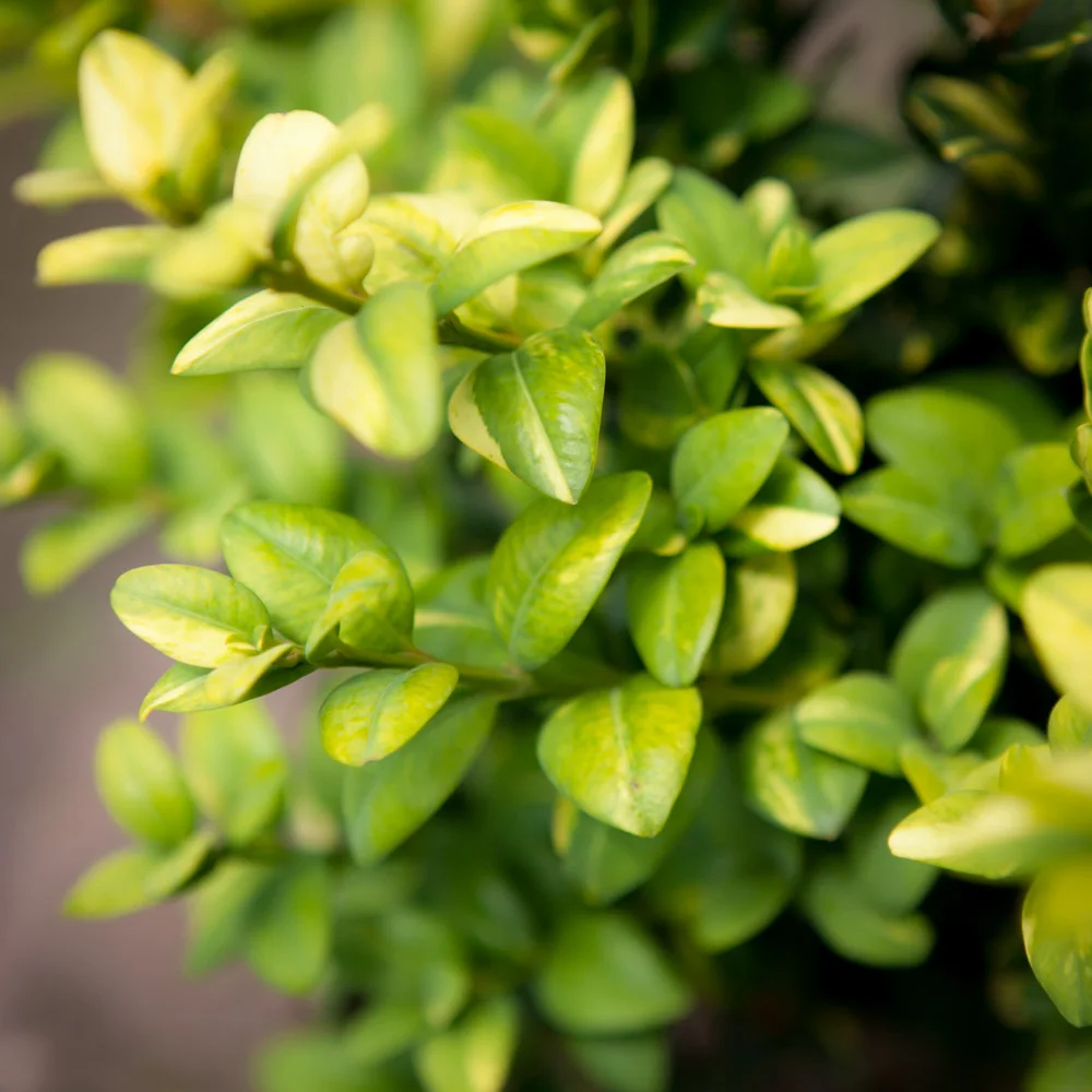 Bukszpan wieczniezieolny Latifolia Maculata