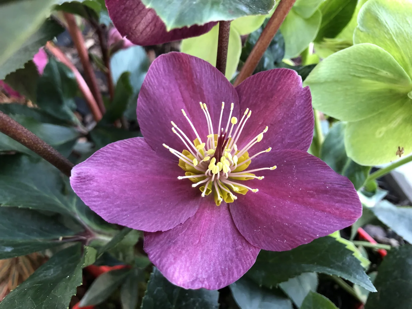 Ciemiernik 'HGC ® Ice N' Roses Red'