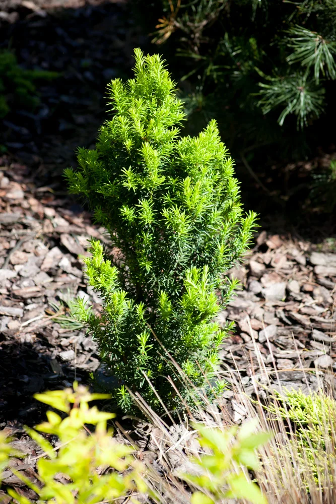 Cis pospolity Fastigiata Robusta