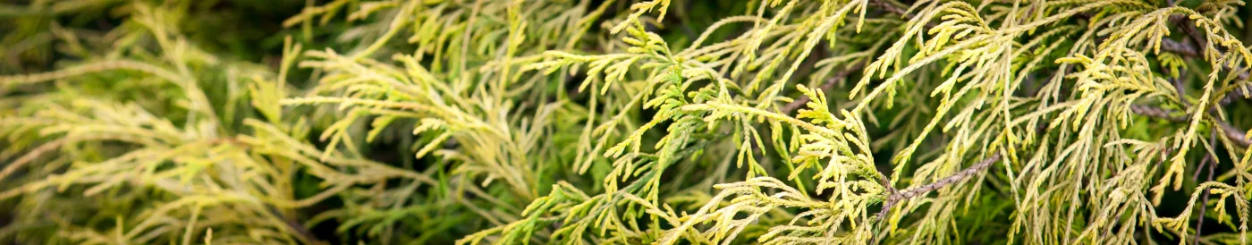 Cyprysik groszkowy Filifera Aurea Nana