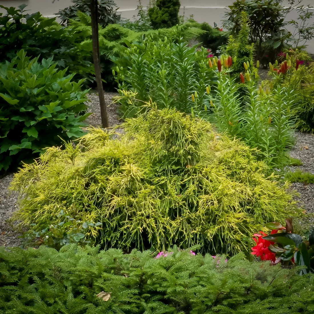 Cyprysik groszkowy Filifera Aurea Nana