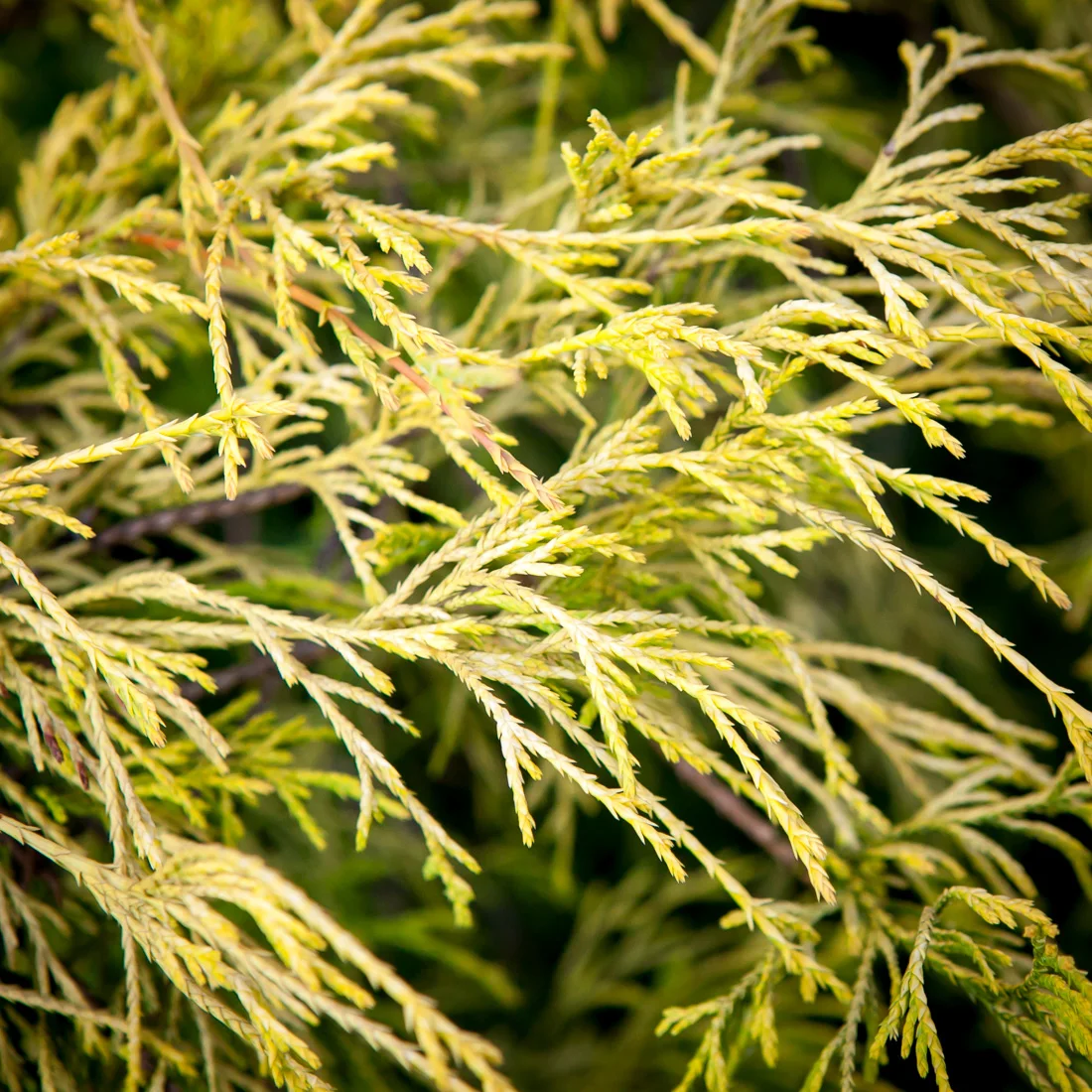 Cyprysik groszkowy Filifera Aurea Nana