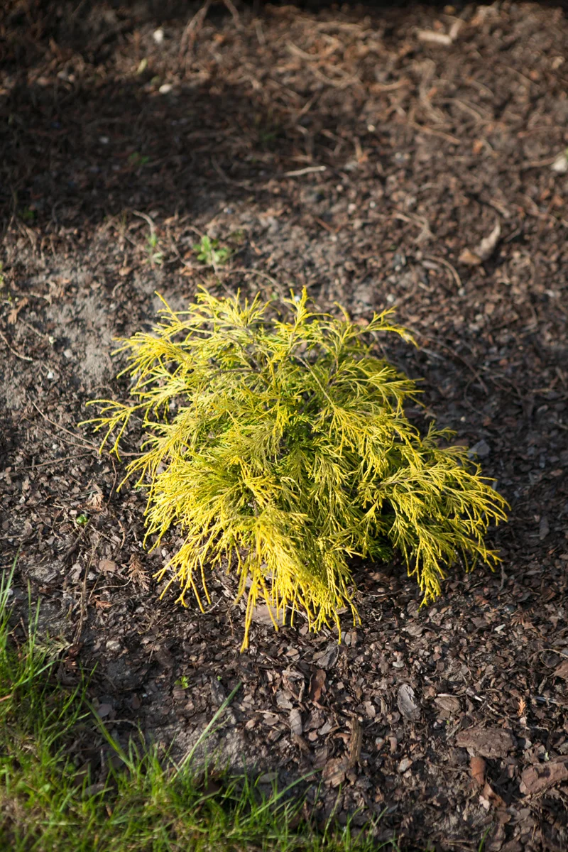 Cyprysik groszkowy Filifera Aurea Nana