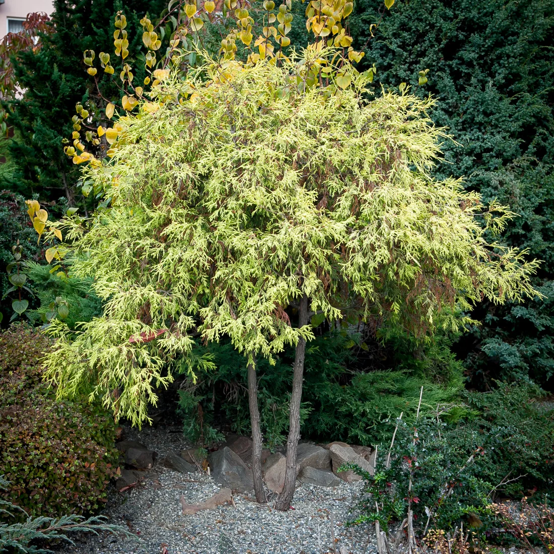 Cyprysik groszkowy Filifera Aurea