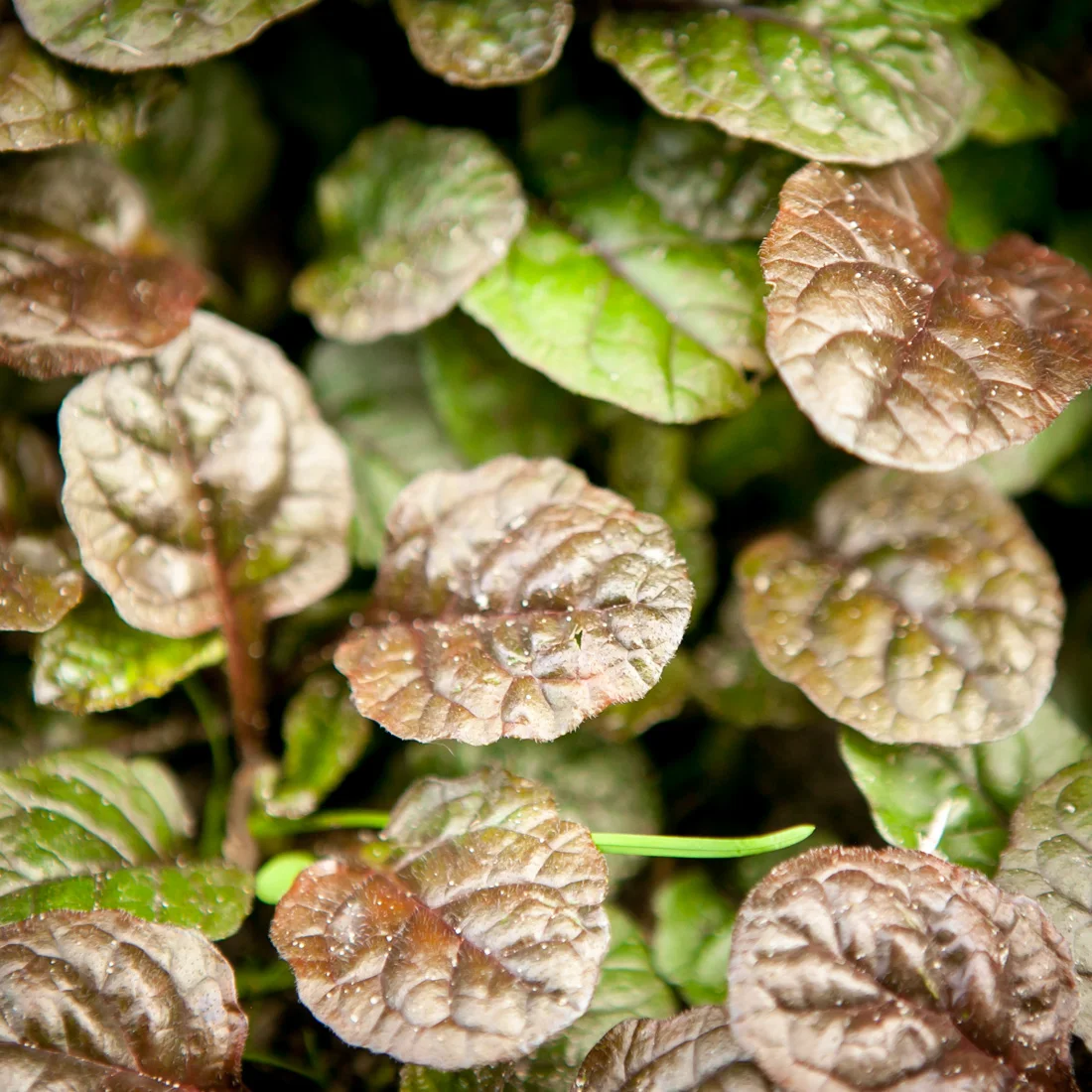 Dąbrówka rozłogowa Atropurpurea