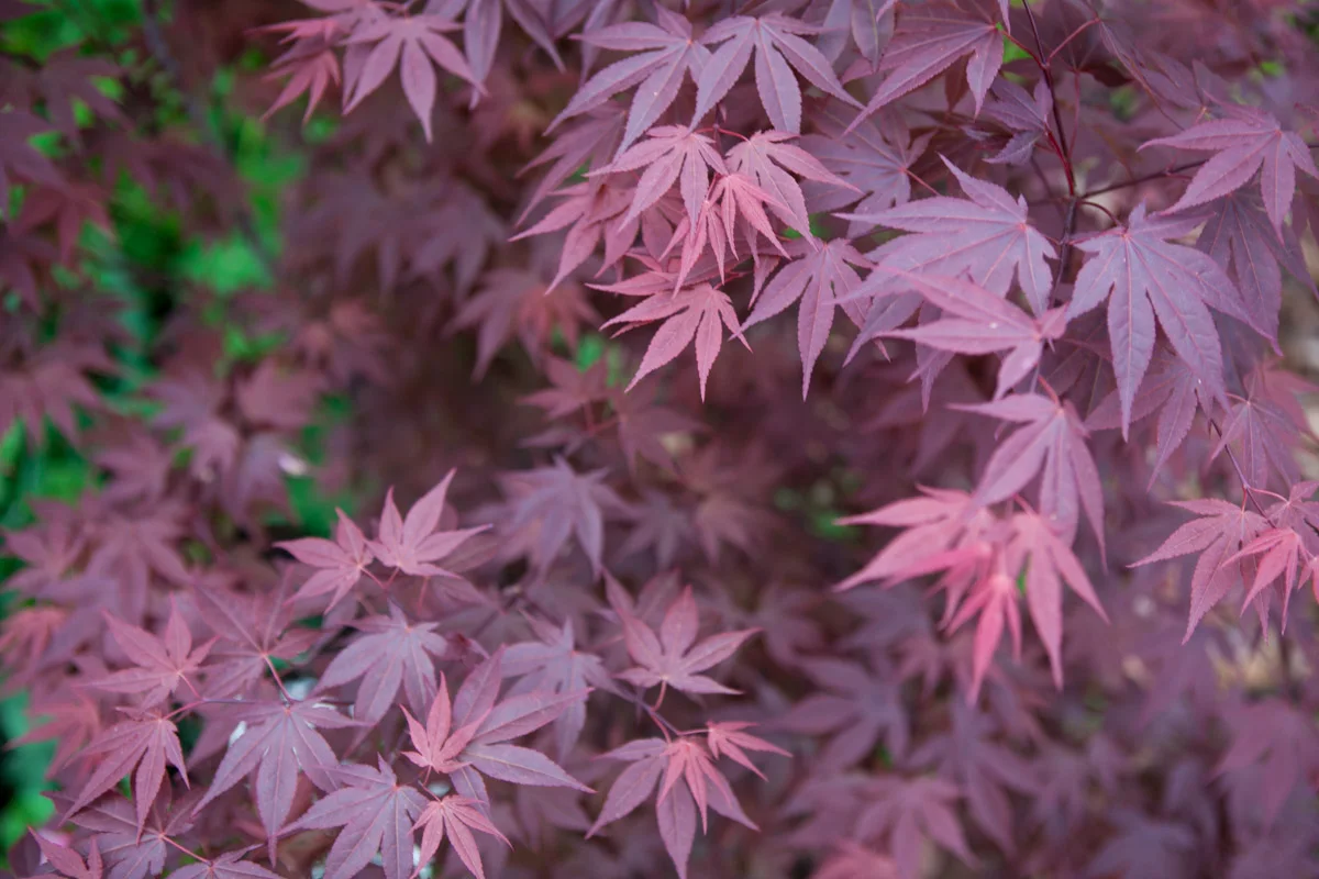 Delikatne powcinane, bordowe liście klonu palmowego 'Atropurpureum'.