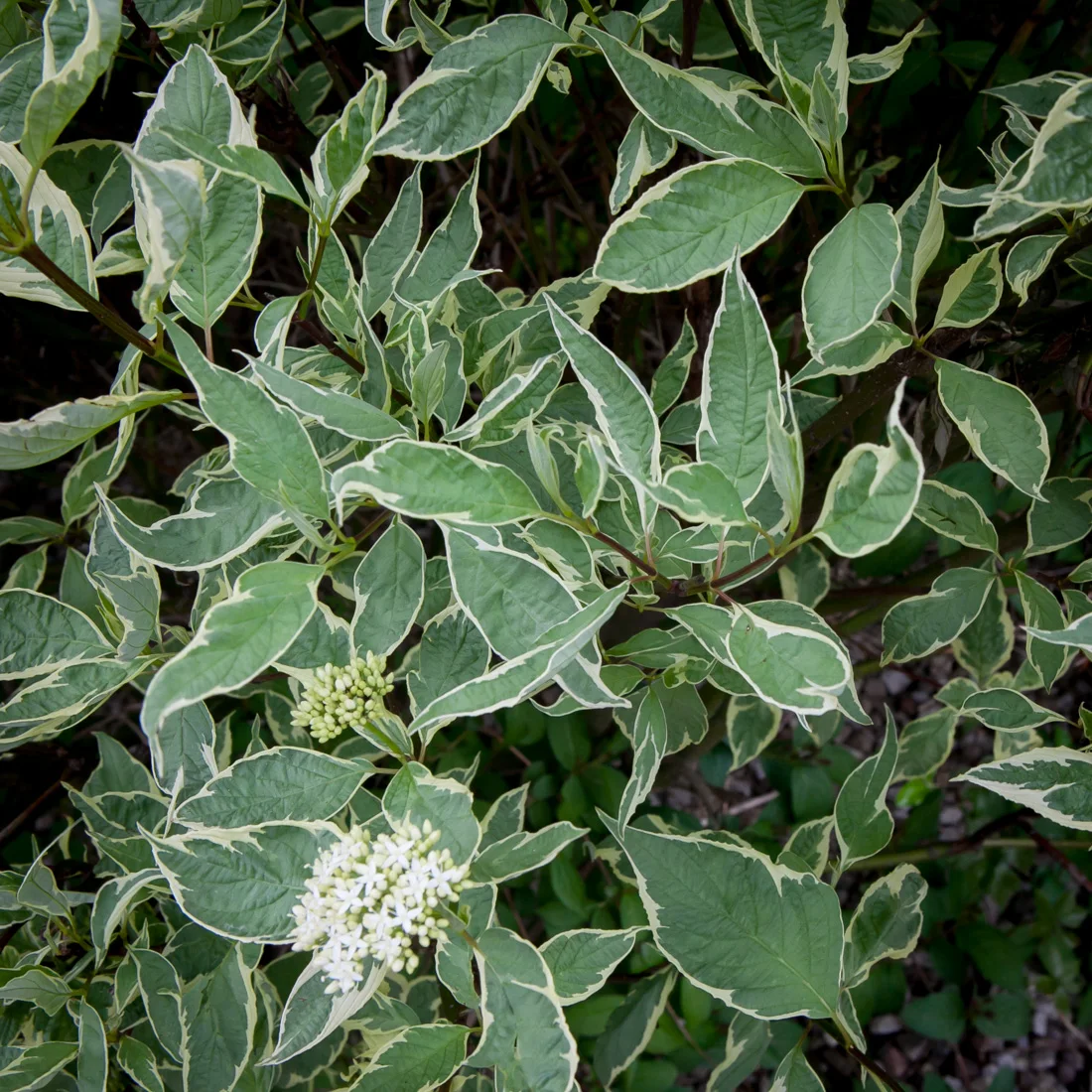 dereń biały Sibirica Variegata