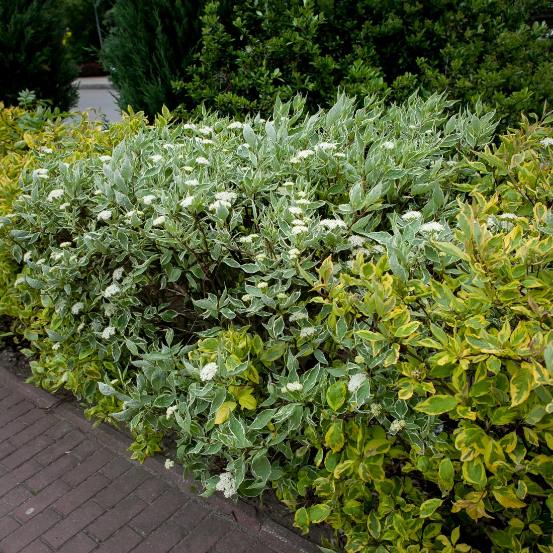 dereń biały Sibirica Variegata