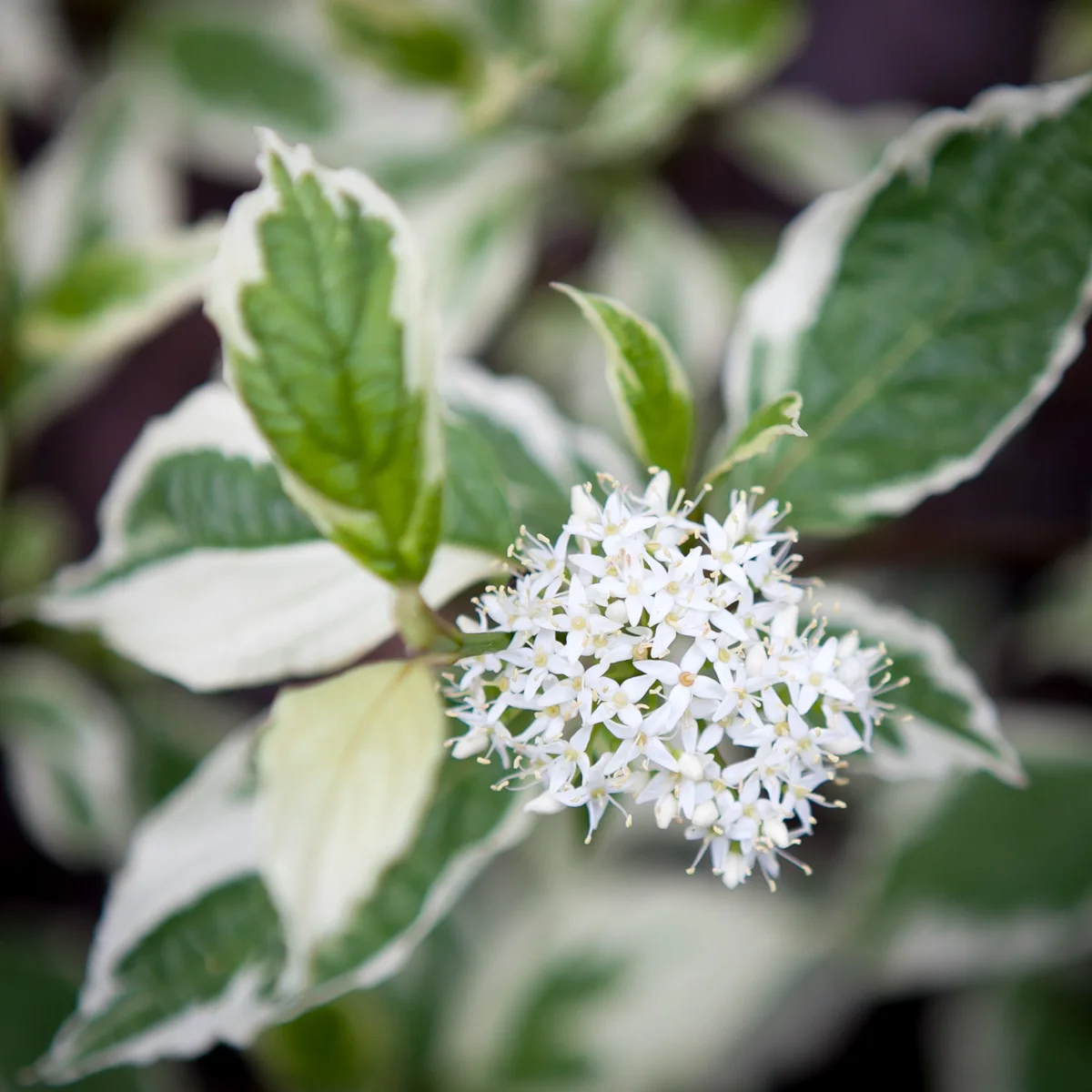 Dereń biały Sibirica Variegata