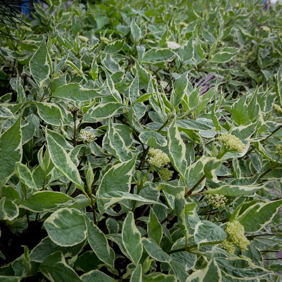 dereń biały Sibirica Variegata