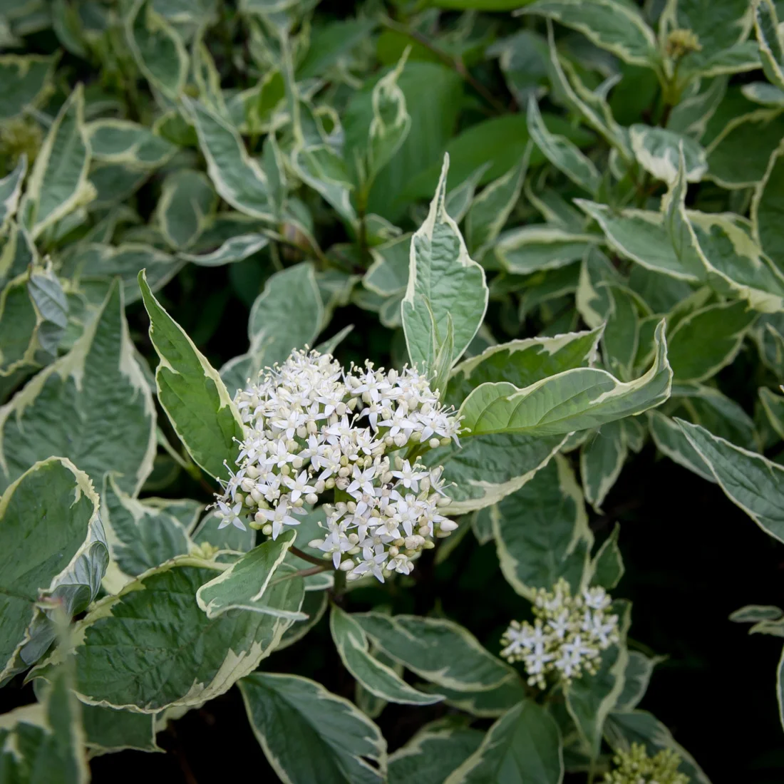 dereń biały Sibirica Variegata