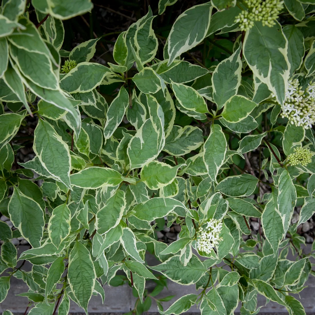 dereń biały Sibirica Variegata