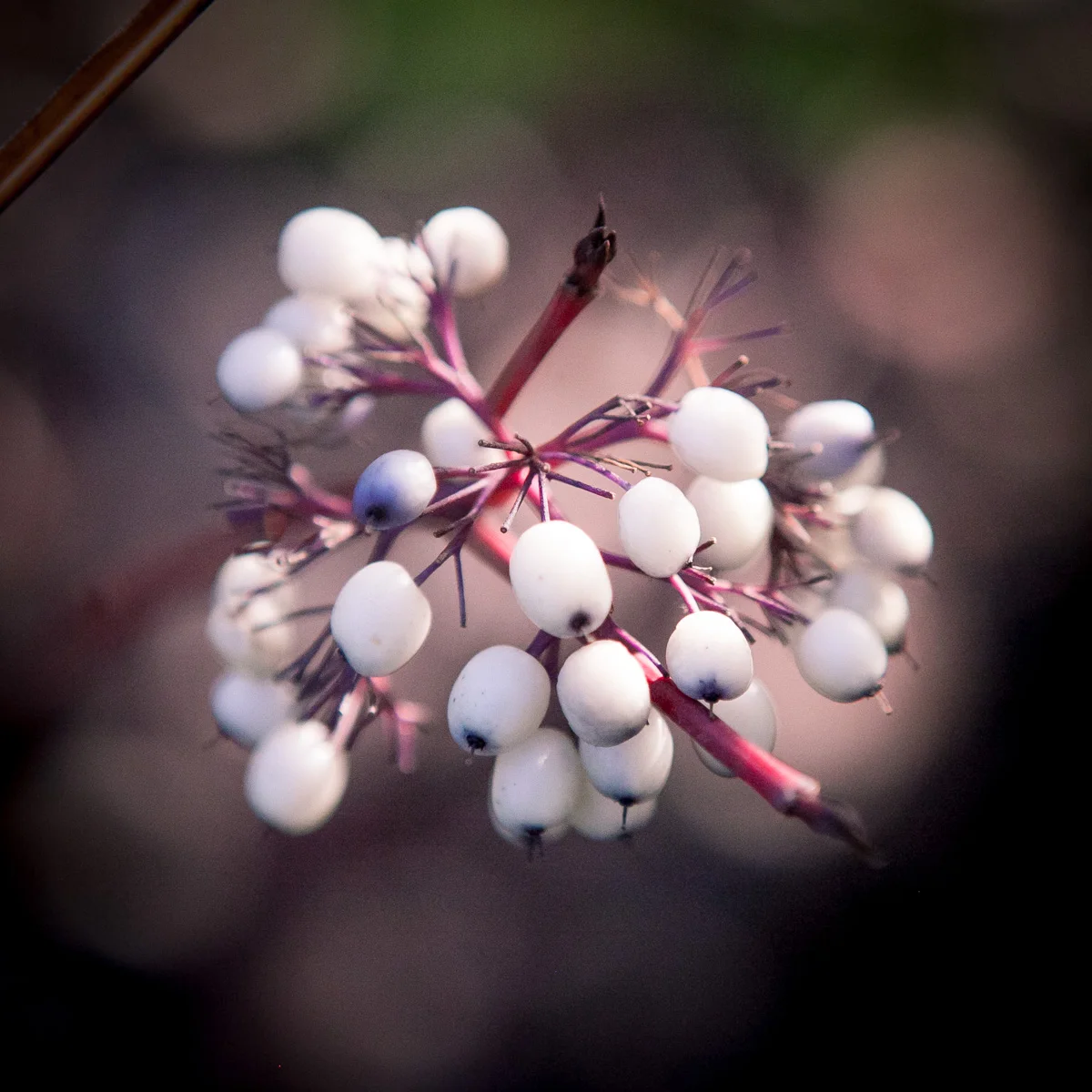 Dereń biały Sibirica Variegata
