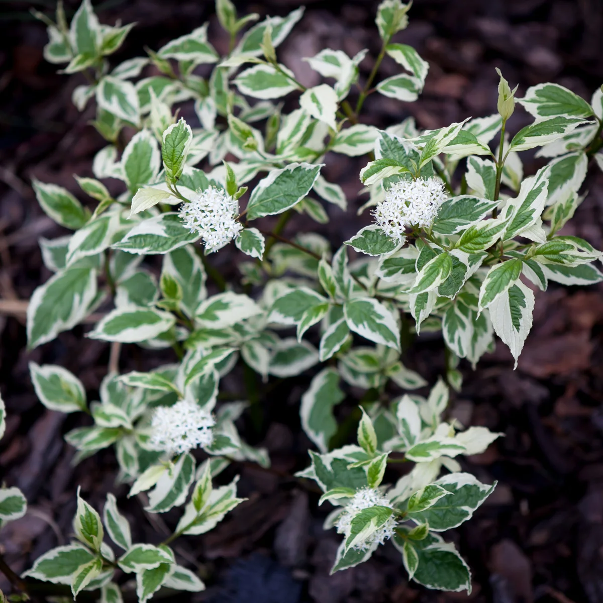 Dereń biały Sibirica Variegata