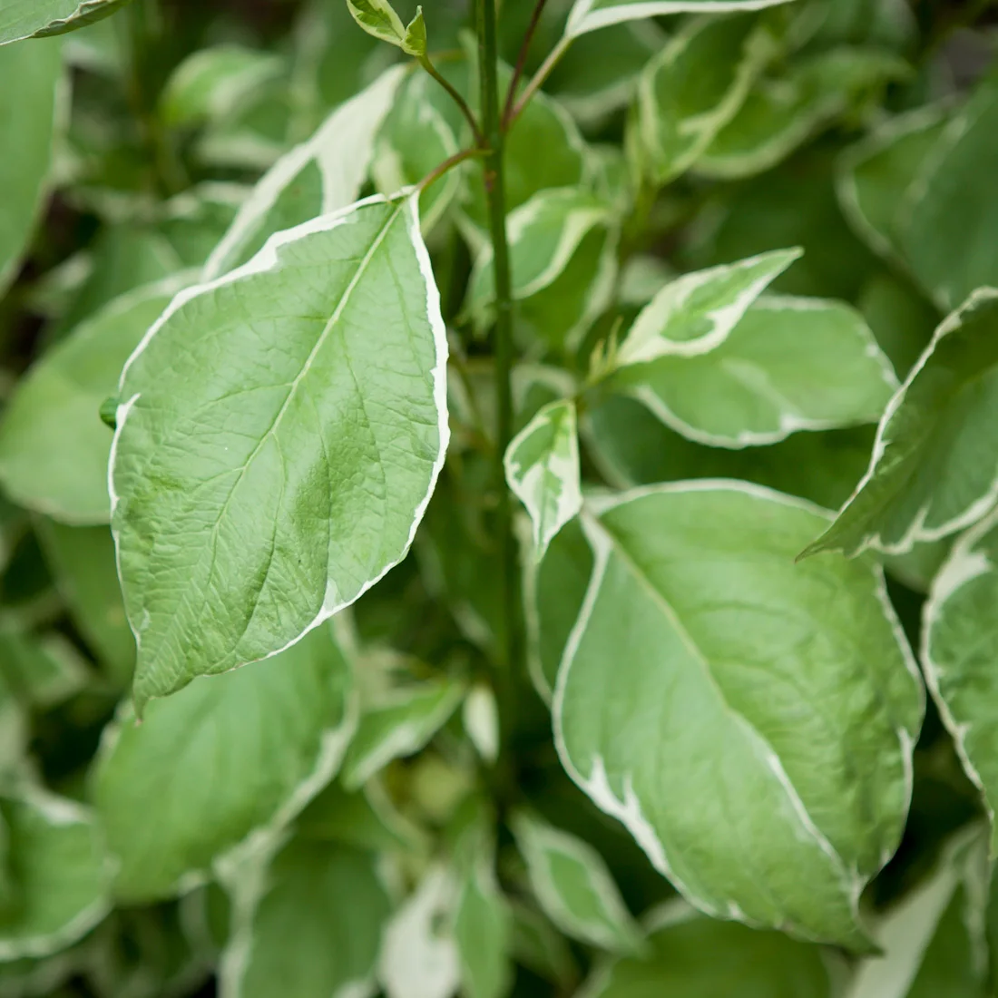 dereń biały Sibrica Variegata