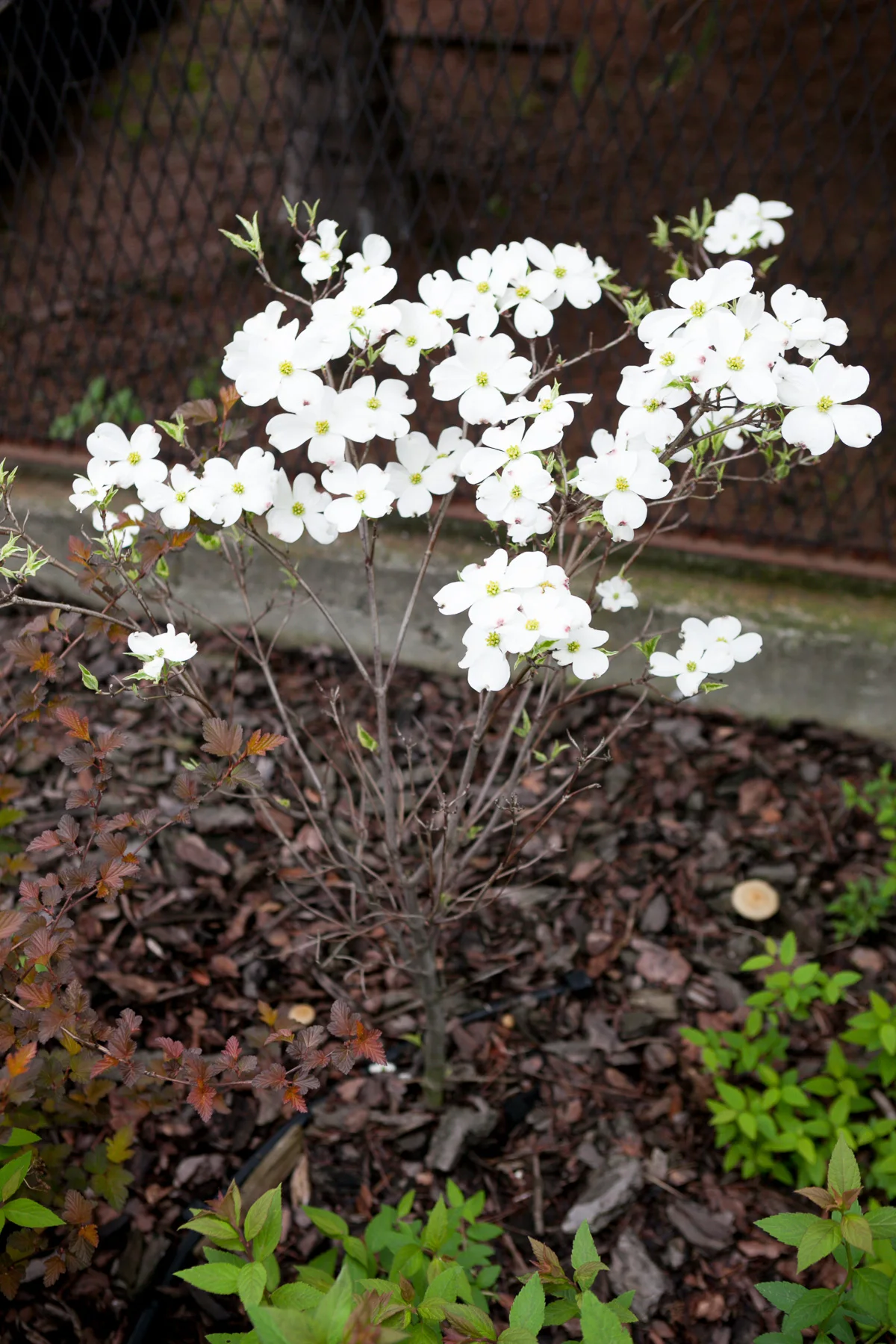 Dereń kwiecisty 'Cherokee Daybreak'