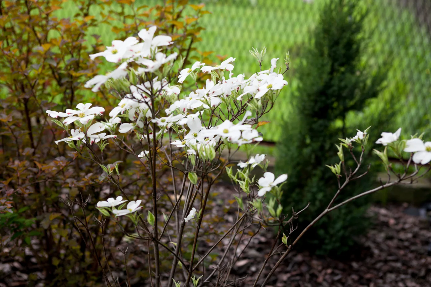 Dereń kwiecisty 'Cherokee Daybreak'