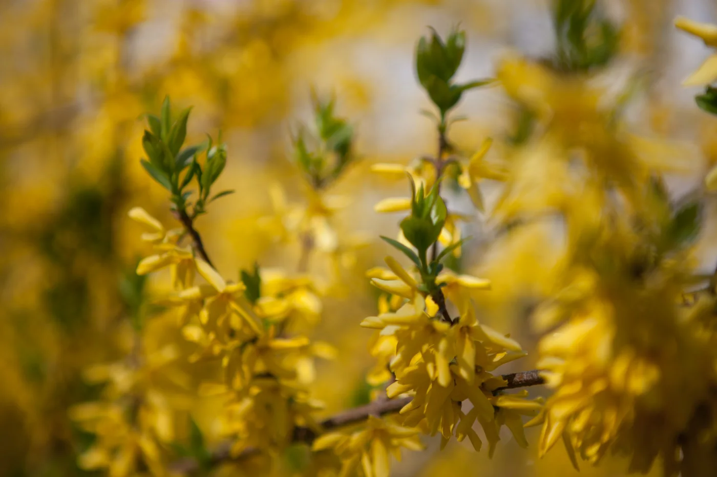 Forsycja pośrednia