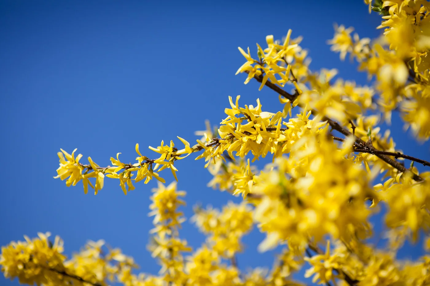 Forsycja pośrednia 'Flojor'