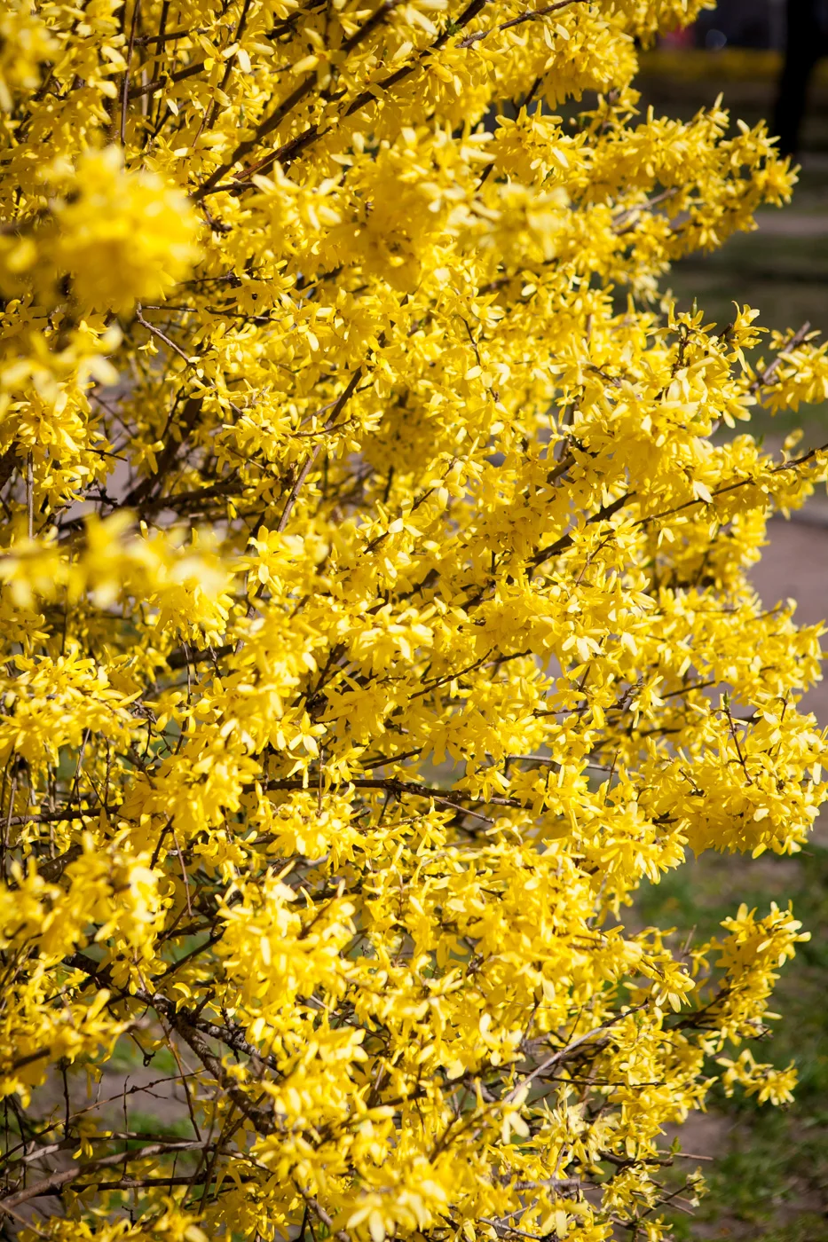 Forsycja pośrednia 'Goldzauber'