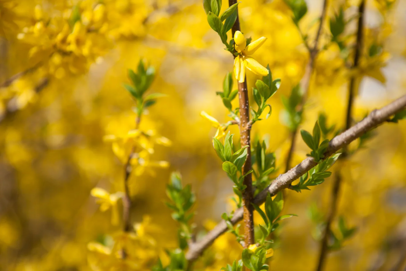 Forsycja pośrednia 'Goldzauber'