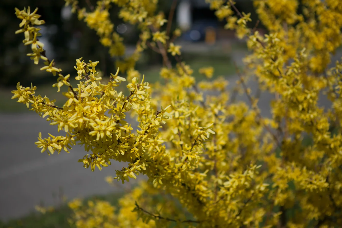 Forsycja pośrednia 'Goldzauber'