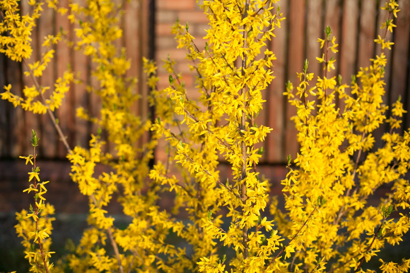 Forsycja pośrednia 'Goldzauber'
