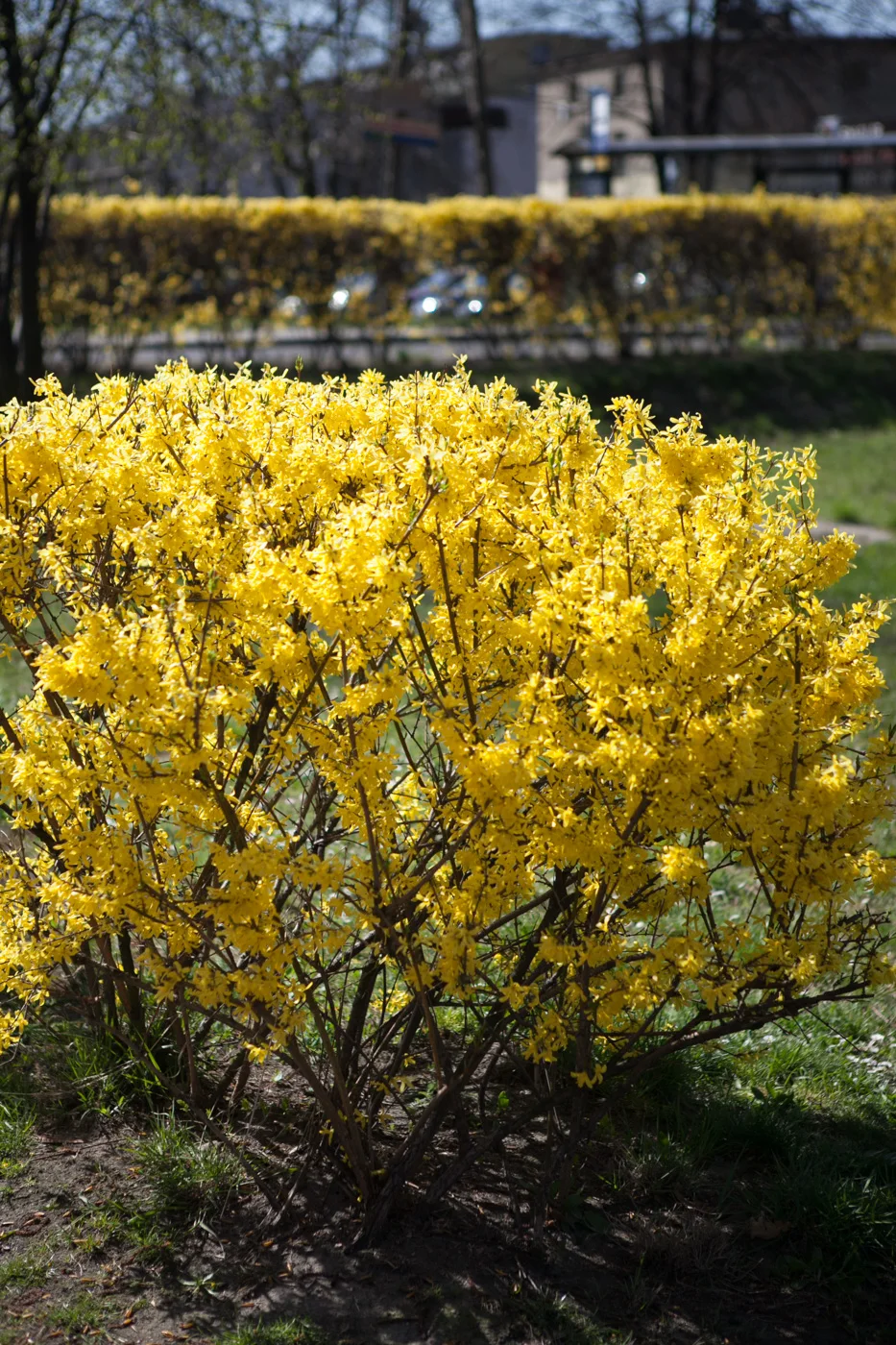 Forsycja pośrednia 'Lynwood'
