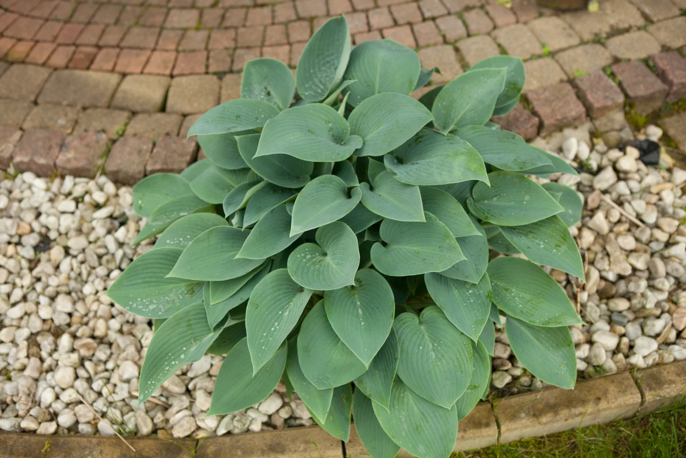 Funkia 'Blue Cadet'