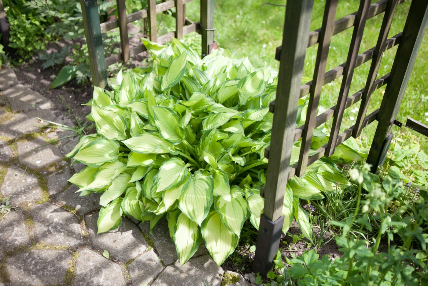 Funkia 'Fortunei Albopicta'