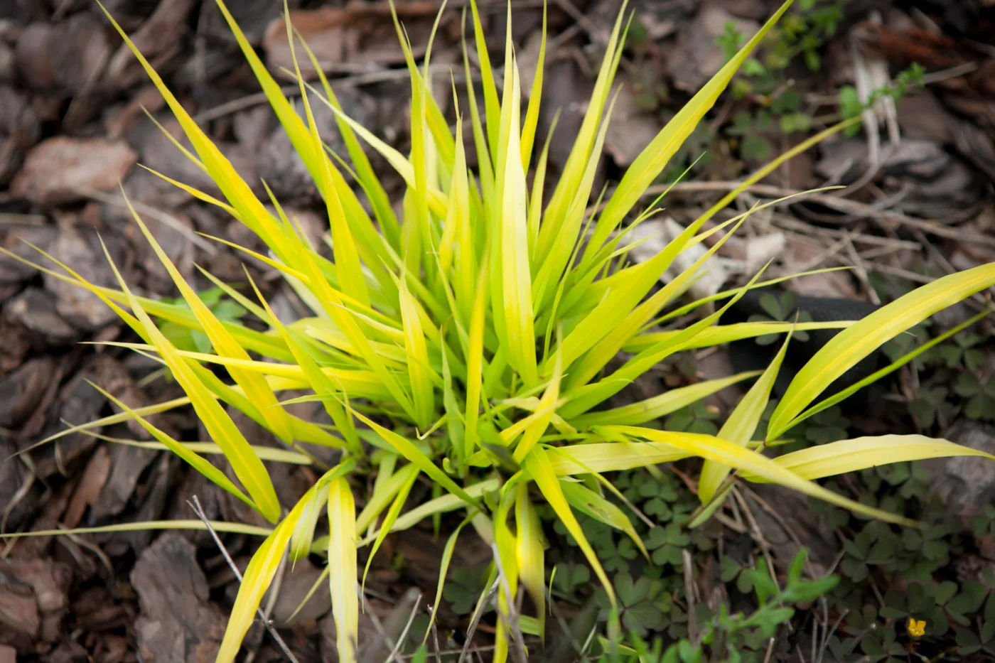 Hakonechloa smukła All Gold