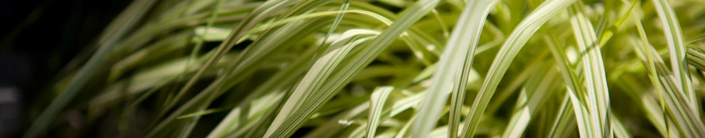 Hakonechloa smukła All Gold