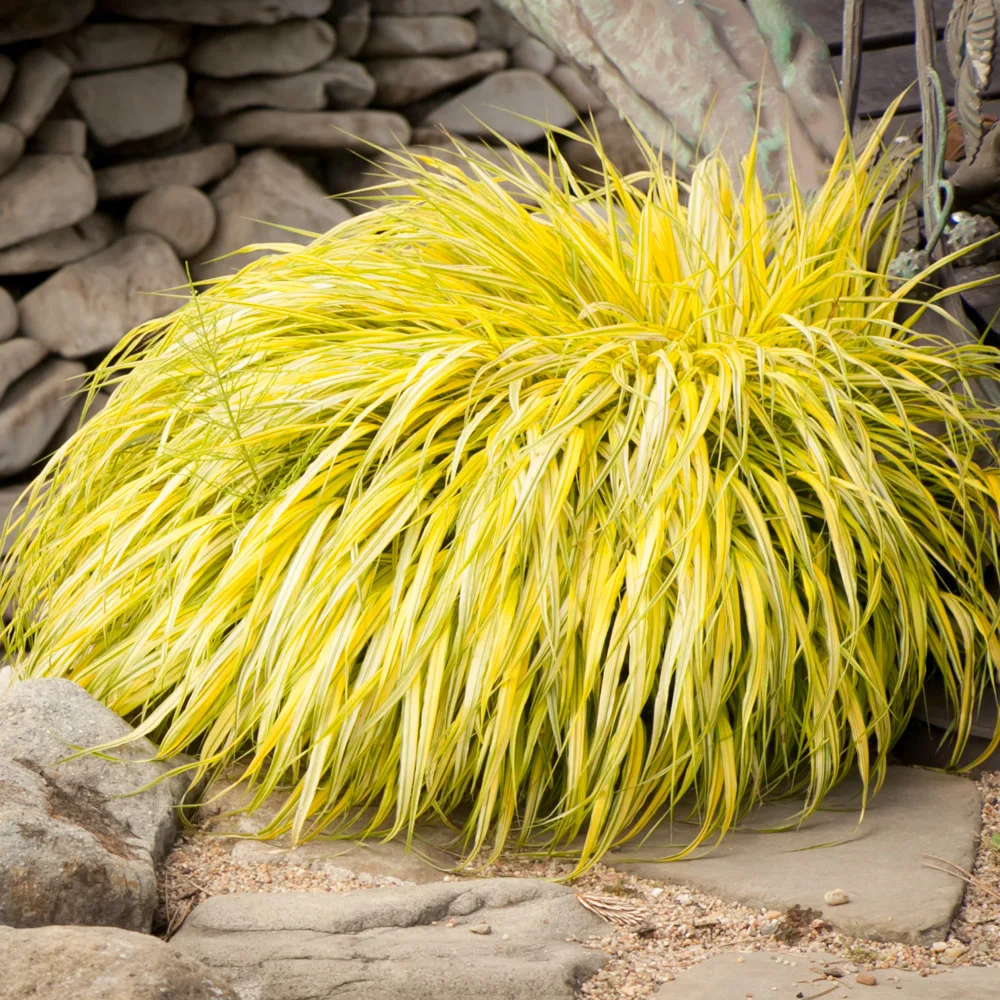 Hakonechloa smukła All Gold