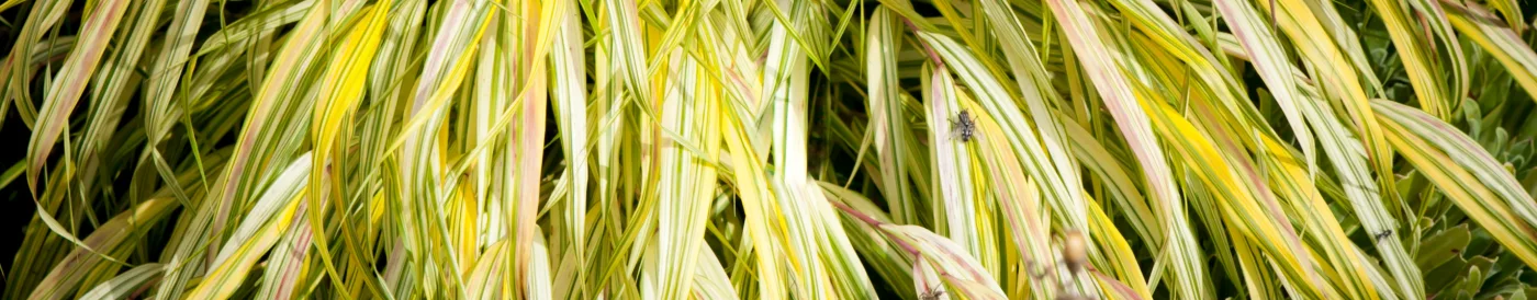 Hakonechloa smukła Aureola