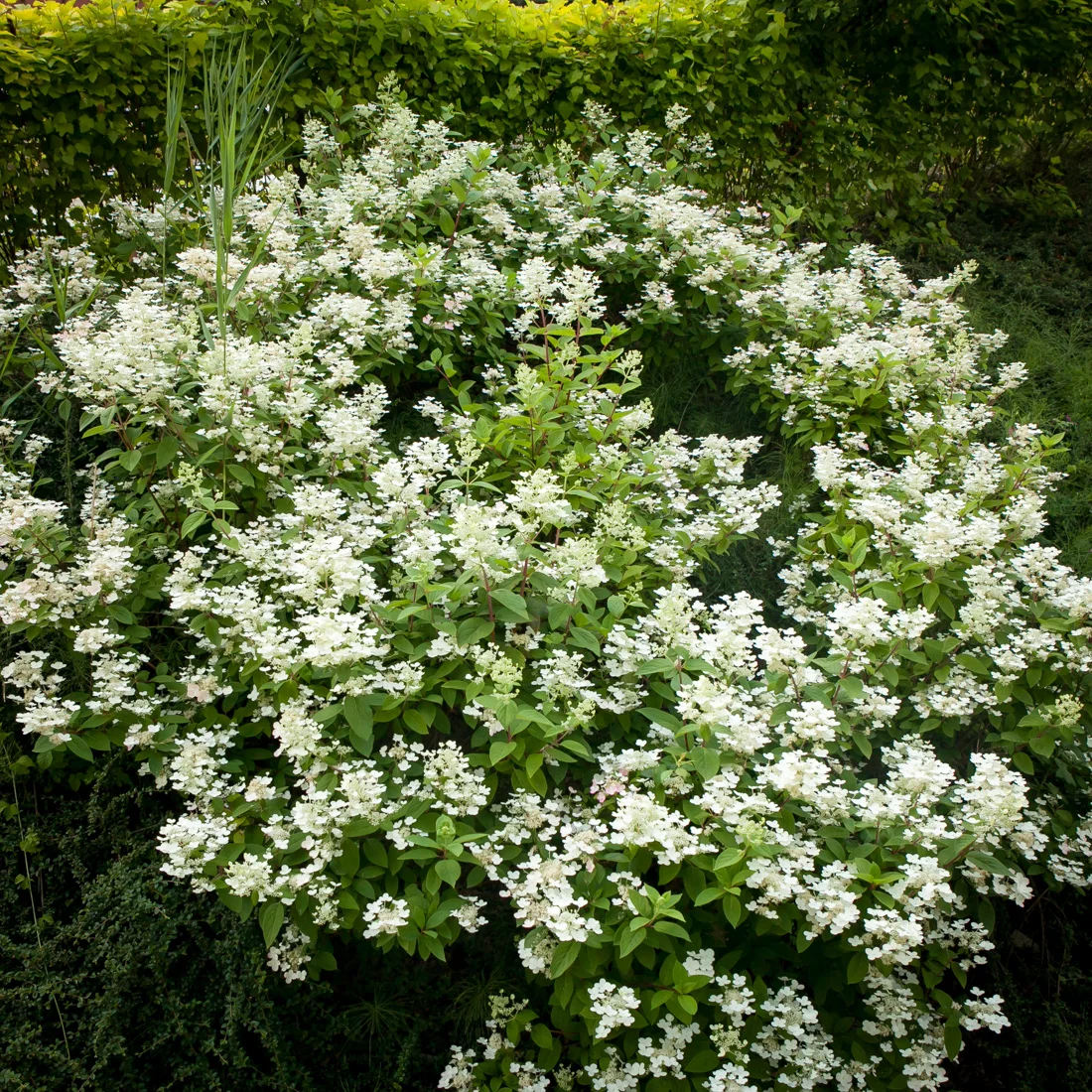 Hortensja bukietowa Dart's Little Dot