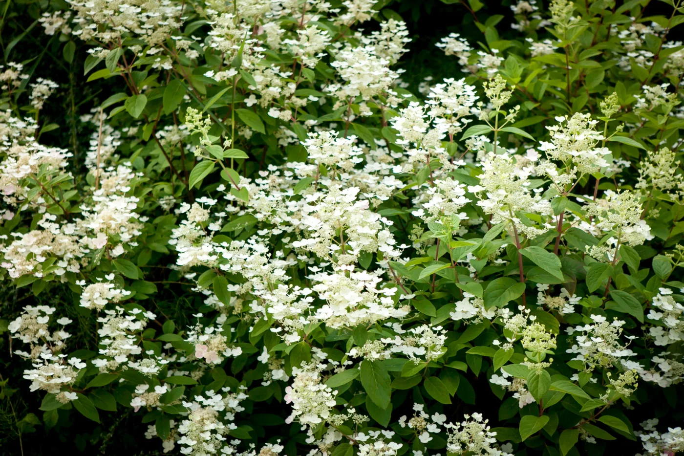 Hortensja bukietowa Dart's Little Dot