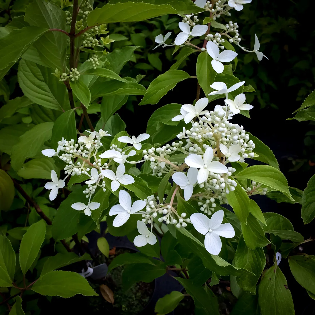 Hortensja bukietowa Great Star Le Vasterival