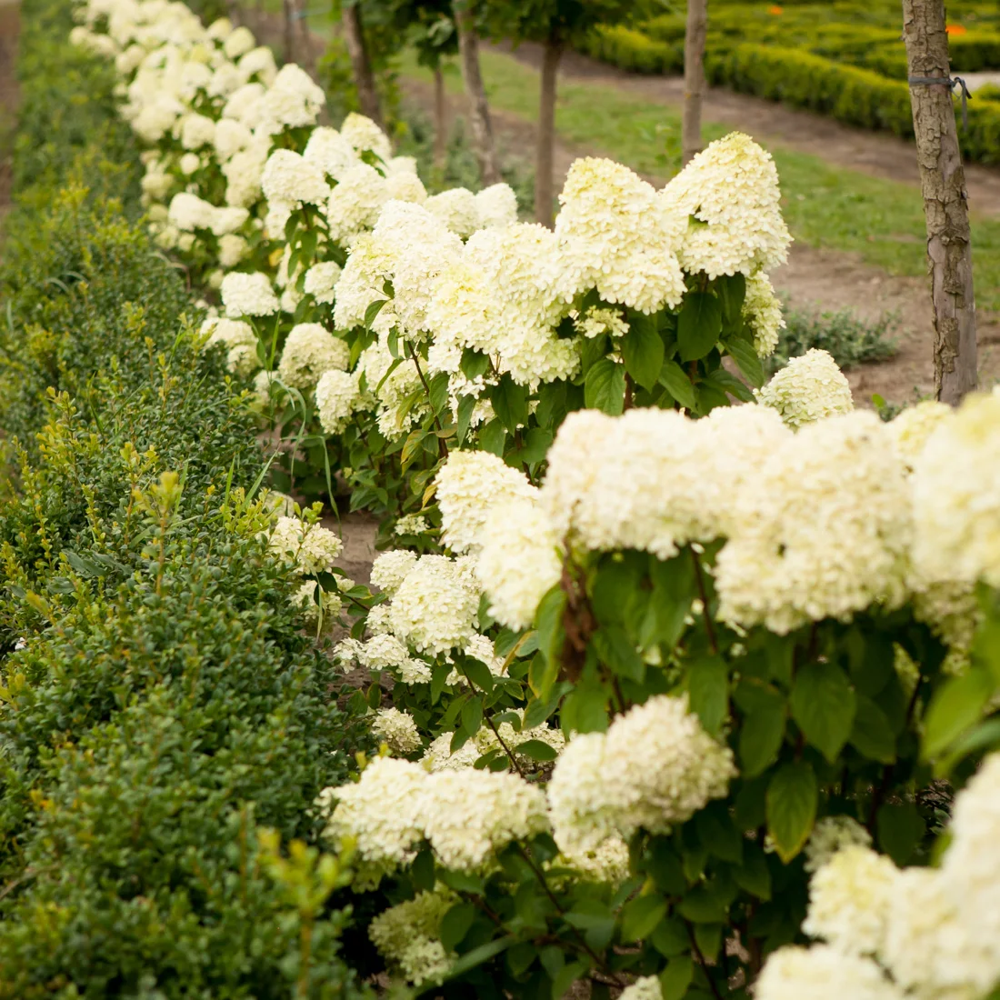 Hortensja bukietowa Limelight