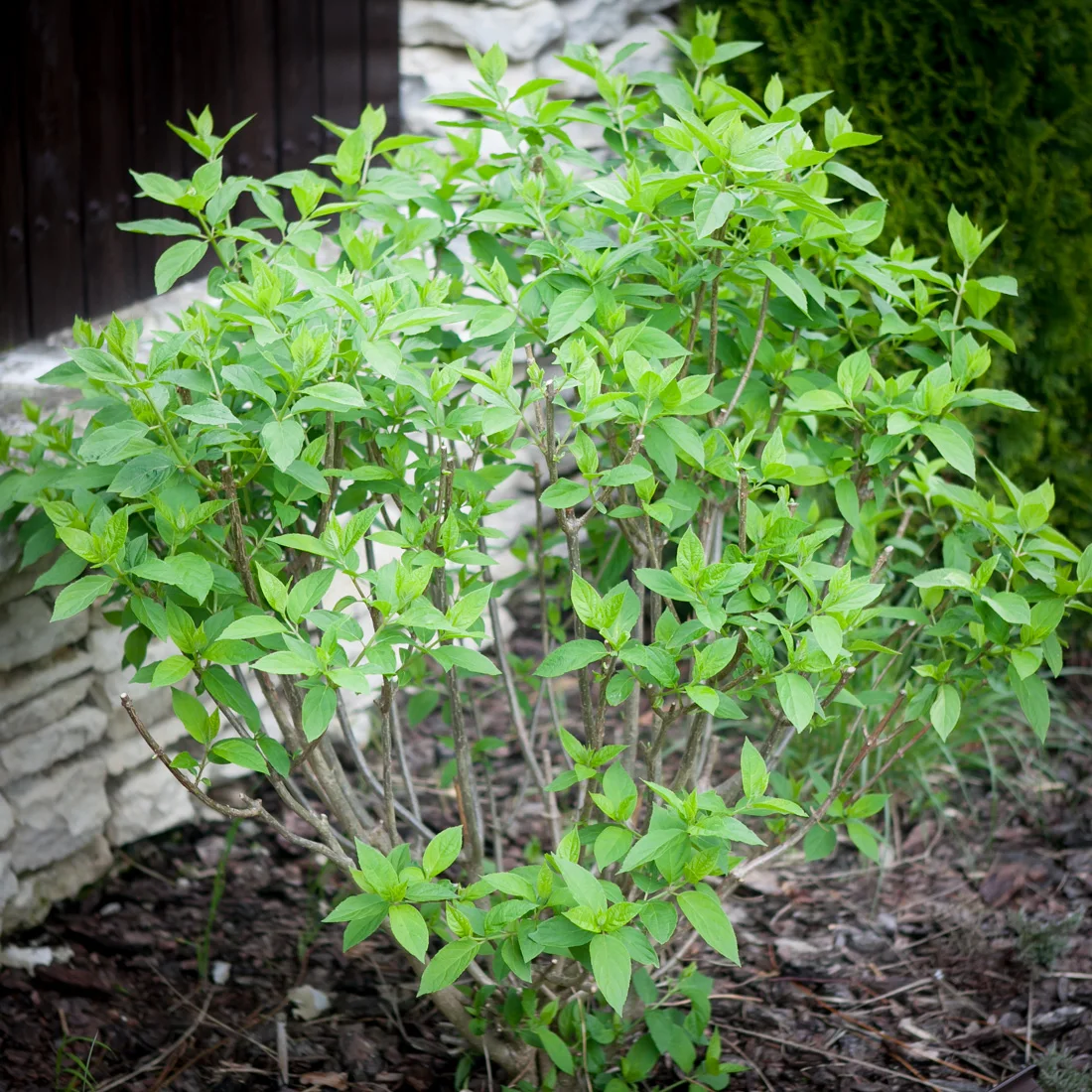 hortensja bukietowa Limelight
