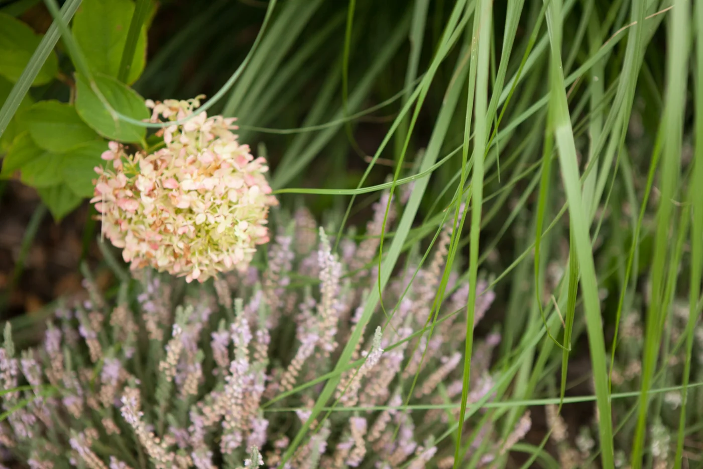 Hortensja bukietowa LITTLE LIME 'Jane'
