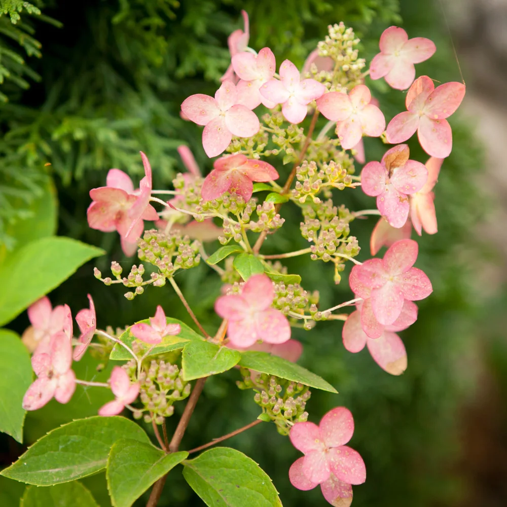 Hortensja bukietowa Pink Diamond