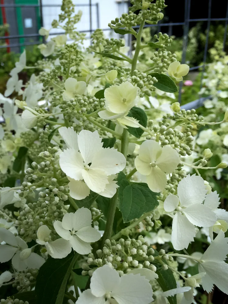 Hortensja bukietowa Unique