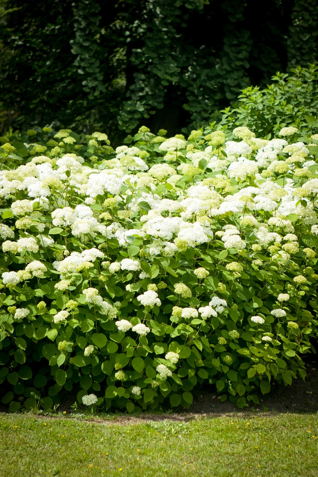 Hortensja krzewiasta/drzewiasta Grandiflora