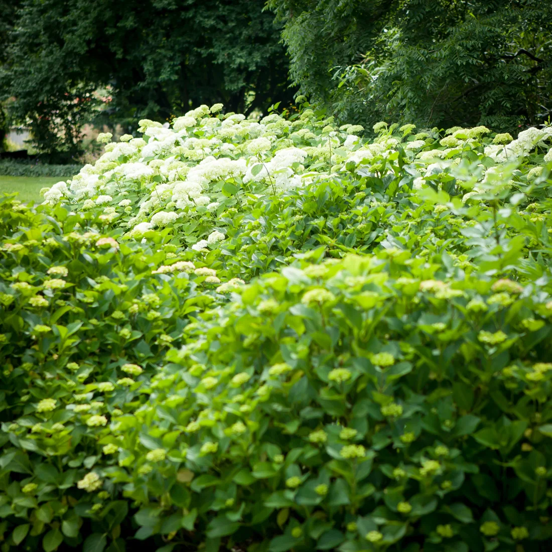 Hortensja krzewiasta/drzewiasta Grandiflora