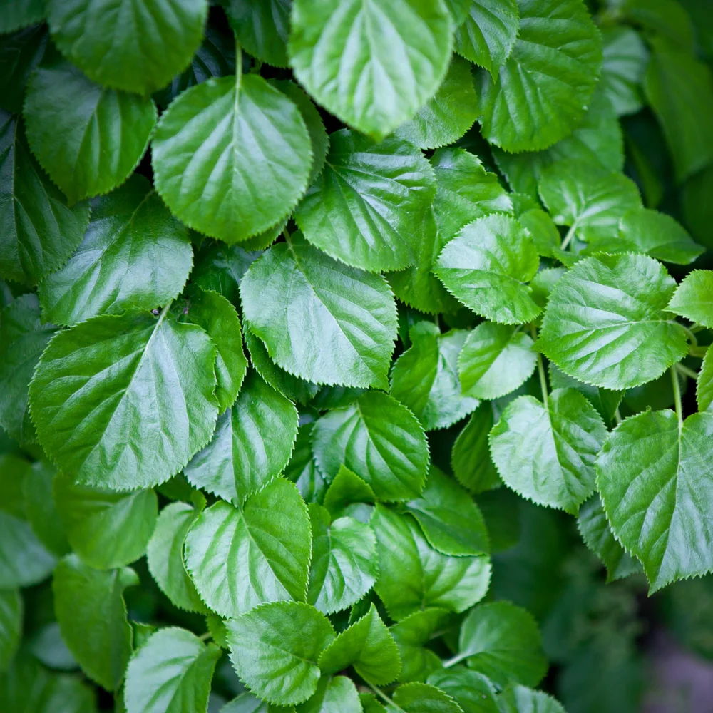 Hortensja pnąca