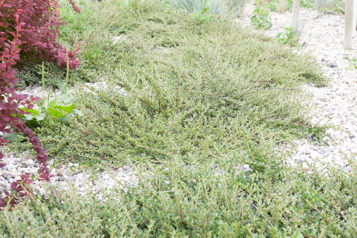 Irga purpurowa 'Variegatus'