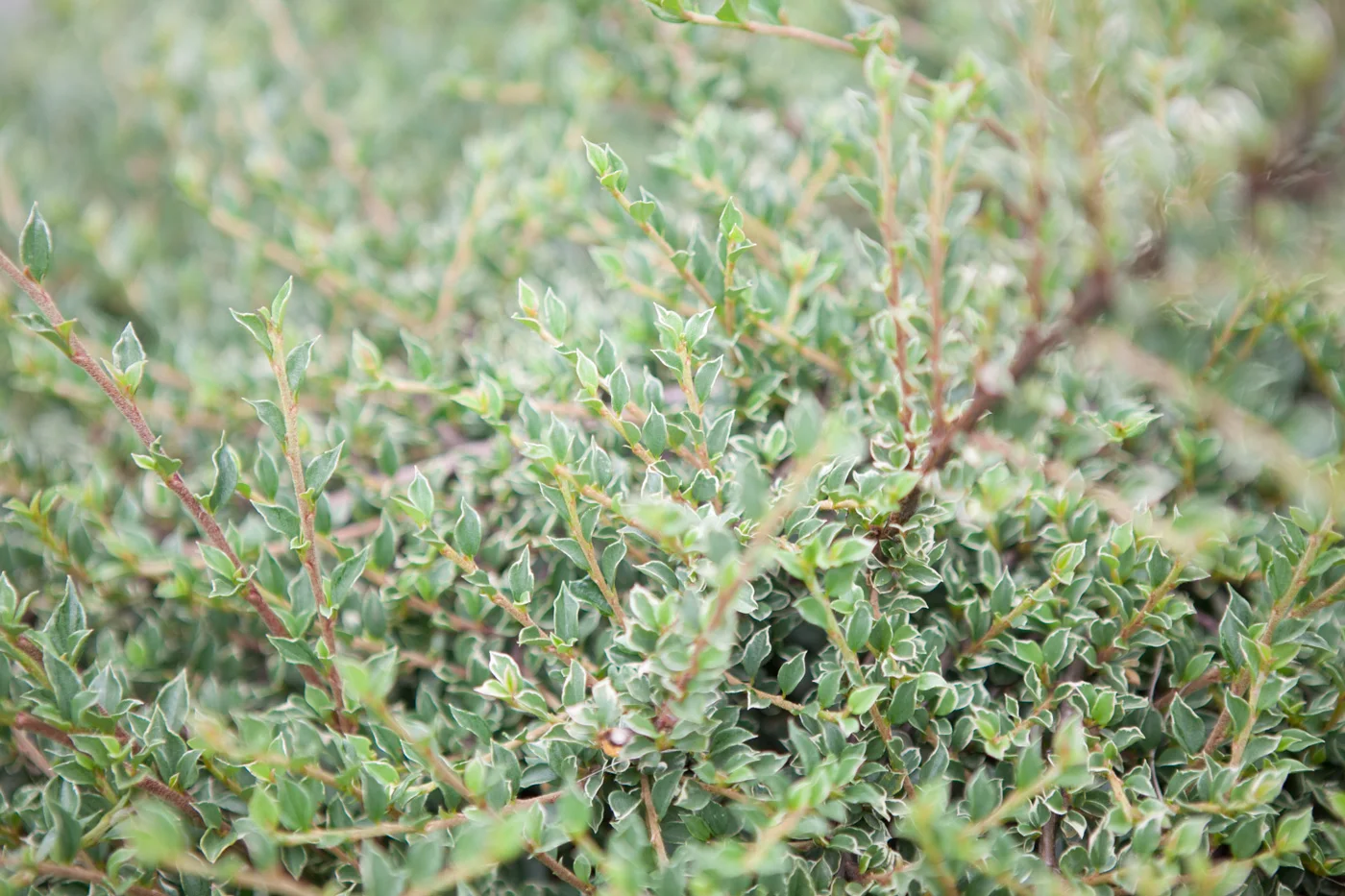 Irga purpurowa 'Variegatus'